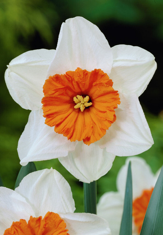 Barret Browning 12/14