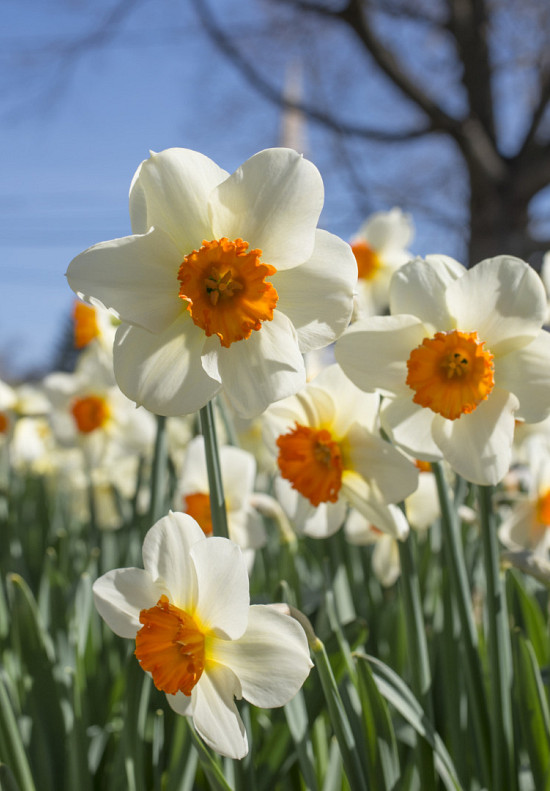 Barret Browning 12/14