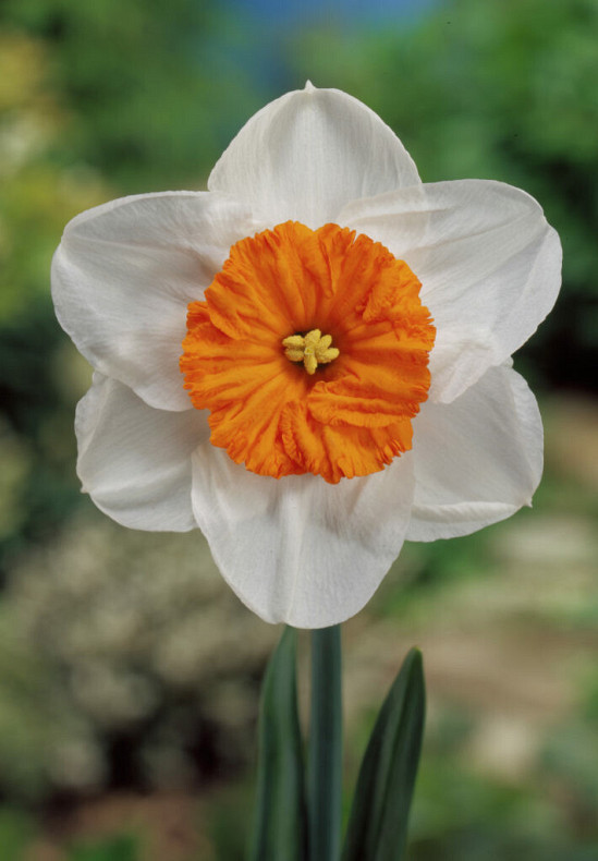 Prof. Einstein 14/16