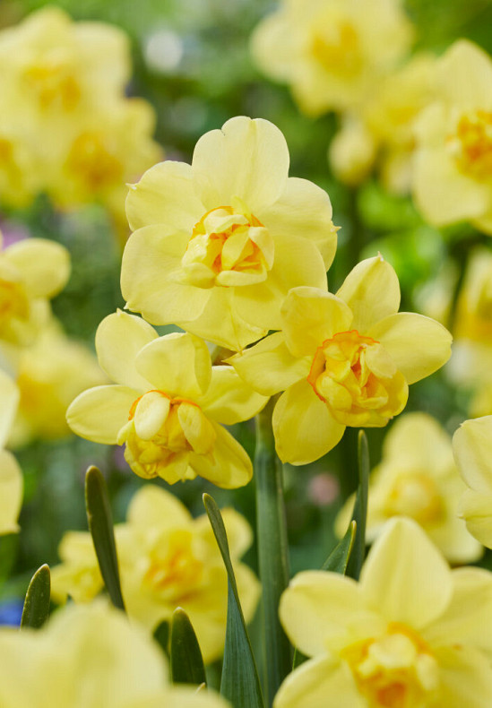 Yellow Cheerfulness 12/14