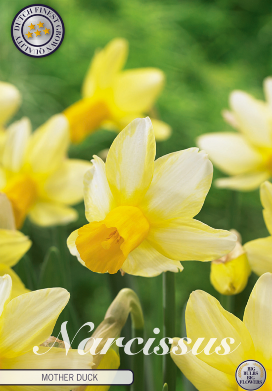 Narcis Cyclamineus Mother Duck x6 12/+