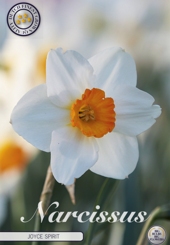 Narcis Trumpet Joyce Spirit x5 14/16
