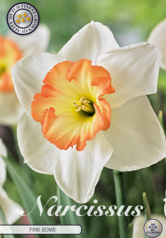 Narcis Trumpet Pink Bomb x5 14/16