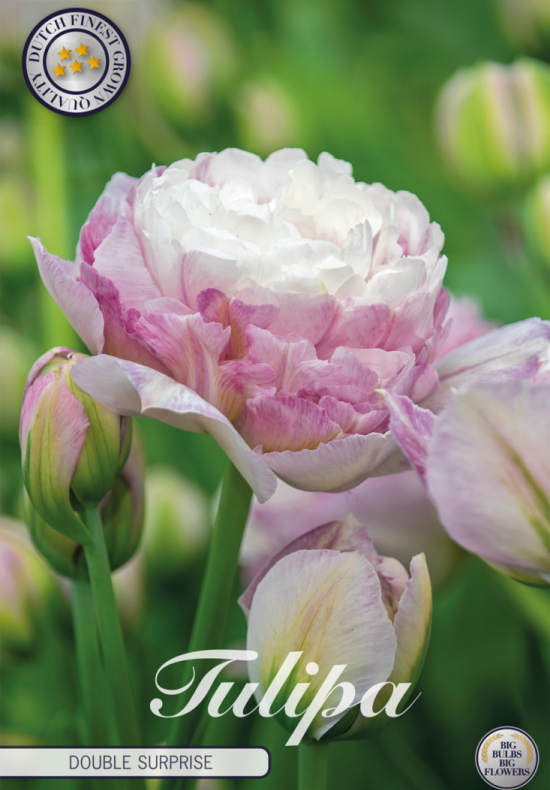 Tulip Double Late Double Surprise x7 12/+