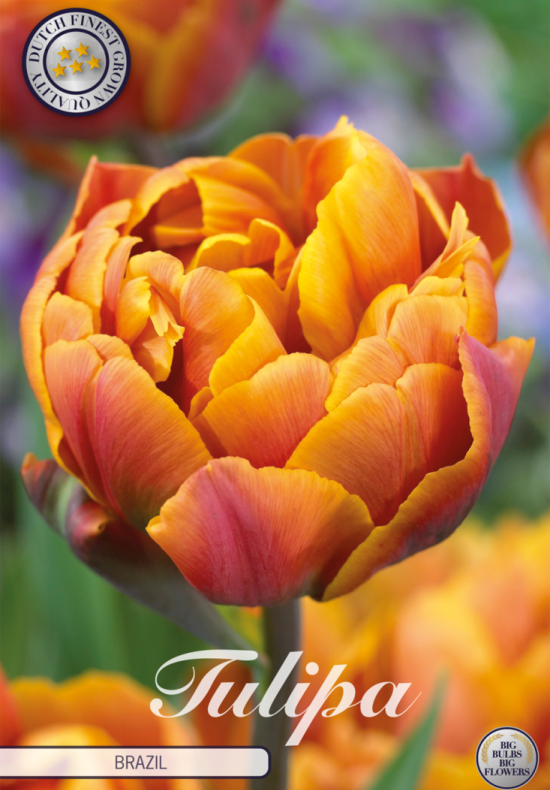 Tulp Double Late Brazil x7 12/+