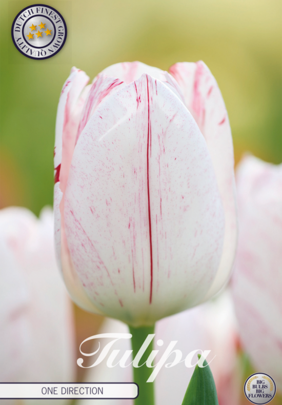 Tulp Triumph One Direction x7 12/+