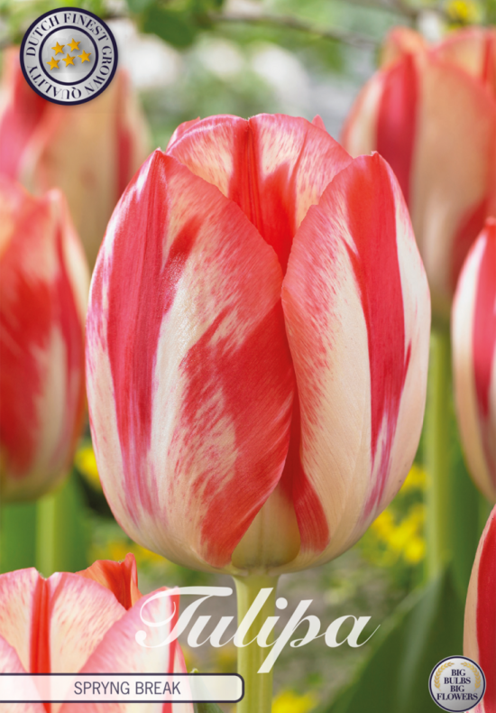 Tulp Triumph Spring Break x7 12/+