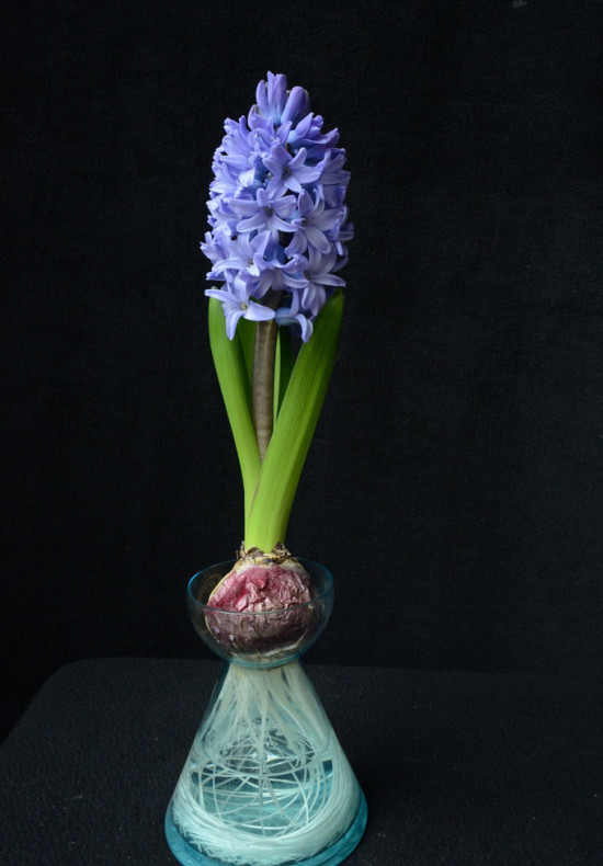 Delft Blue 14/15