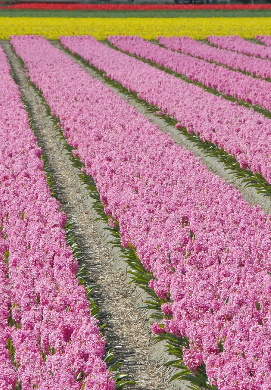 Pink Pearl 14/15