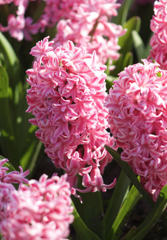 Pink Pearl 14/15