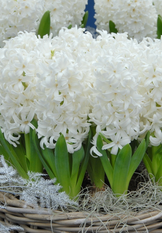 White Pearl 14/15