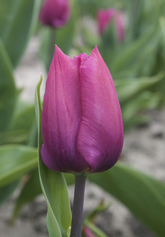 Purple Prince 10/11