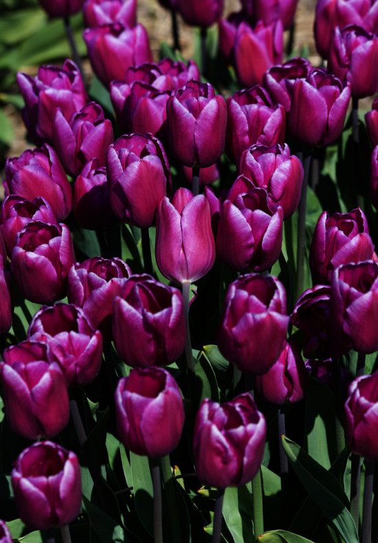 Purple Prince 10/11