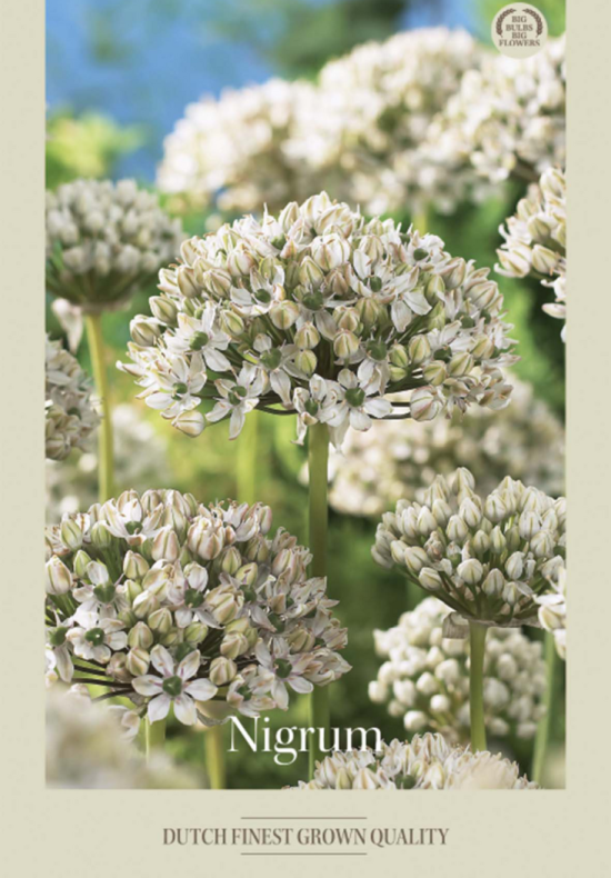Allium Nigrum x5 10/12