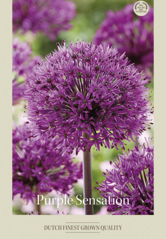 Allium Purple Sensation x5 12/14