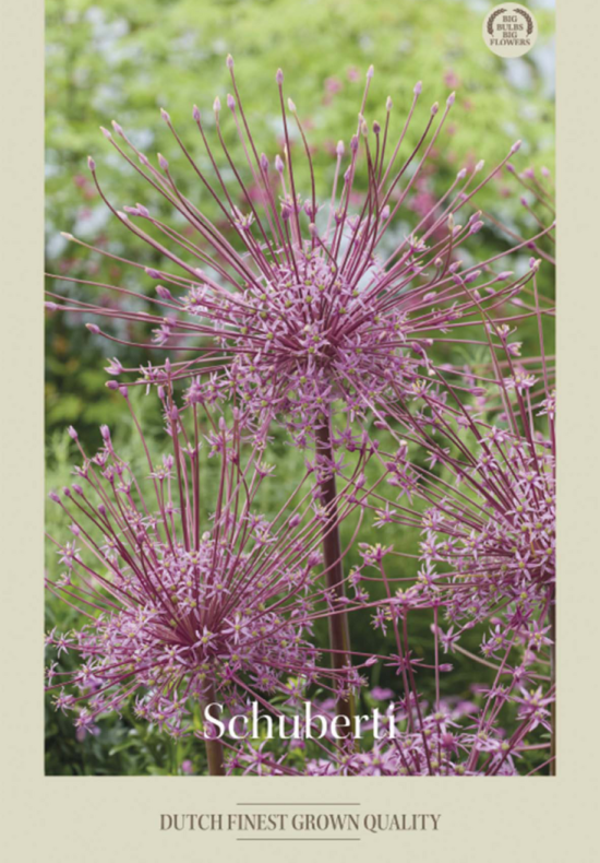 Allium Schuberti x3 14/16