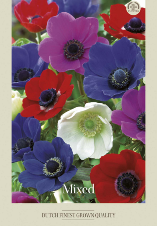 Anemone de Caen Mixed x20 5/6