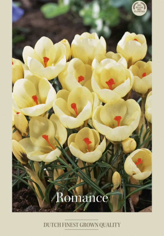 Crocus Botanical Romance x20 5/7