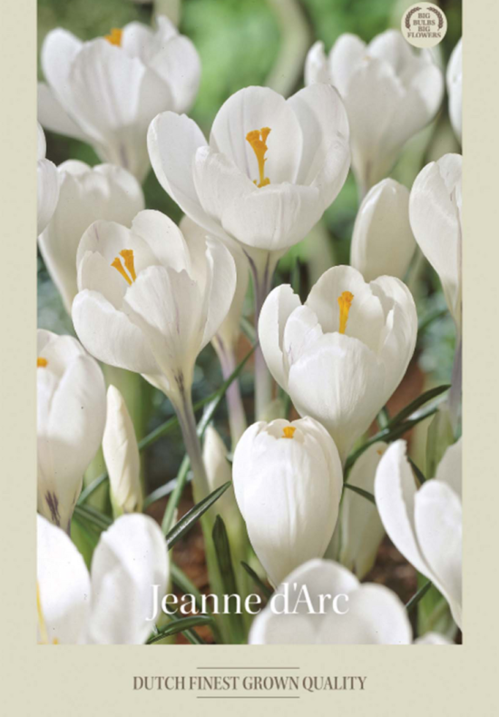 Crocus Vernus Jeanne d'Arc x10 8/9