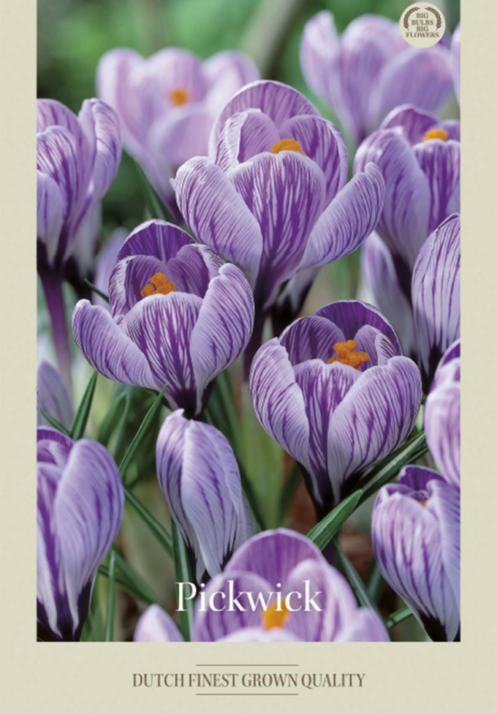 Crocus Vernus Pick Wick x10 8/9