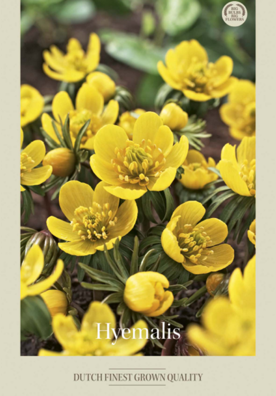 Eranthis Hyemalis x10 5/6