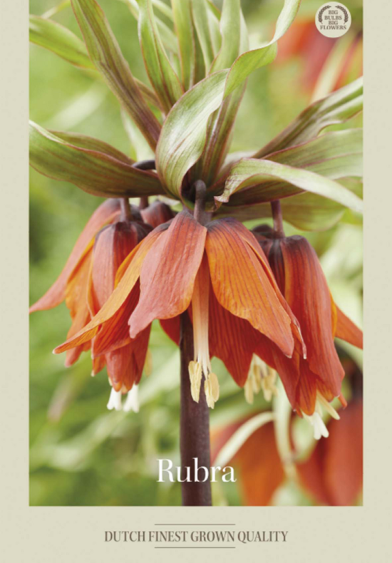 Fritillaria Rubra x1 24/+