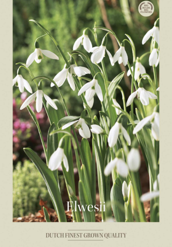 Galanthus Elwesii x10 5/6