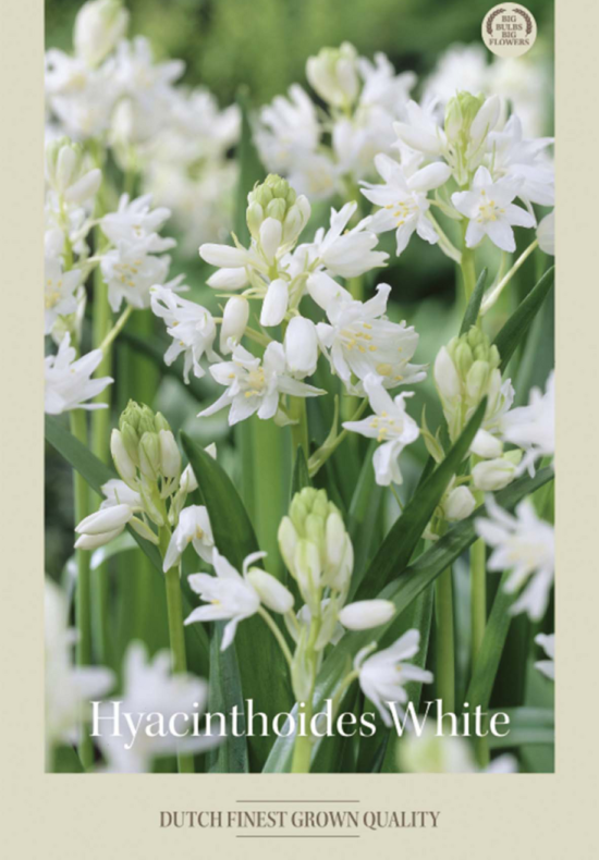 Hyacinthoides Hispanice White x10 8/9