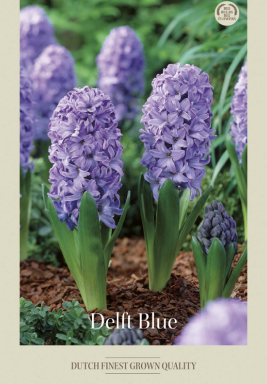Hyacinthus Orientails Delft Blue x5 15/16