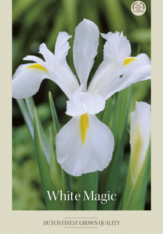 Iris  Hollandica White Magic x8 8/9
