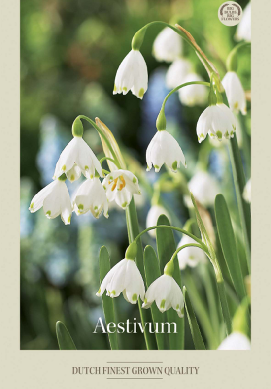 Leucojum Aestivum x8 12/+