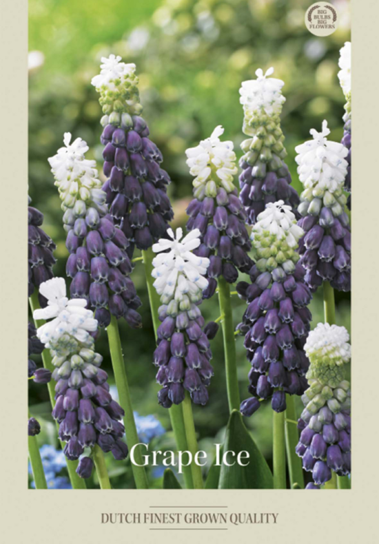 Muscari Grape Ice x10 8/9
