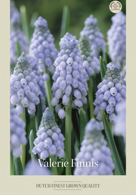 Muscari Valerie Finnis x15 8/9