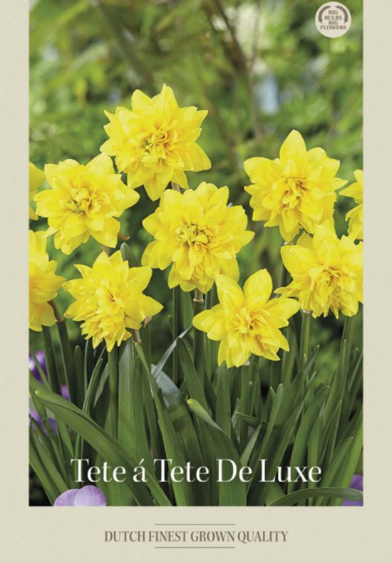 Narcissus Cyclamineus Tete a Tete de Lux x7 12/+