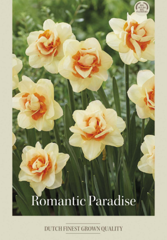 Narcissus Double Romantic Paradise x5 14/16