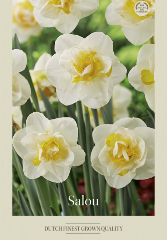 Narcissus Double Salou x5 14/16
