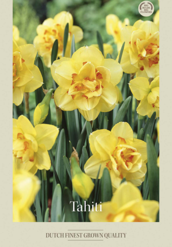 Narcissus Double Tahiti x5 14/16