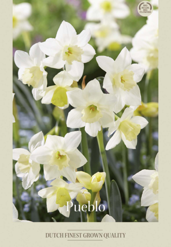 Narcissus Jonquilla Pueblo x7 12/14