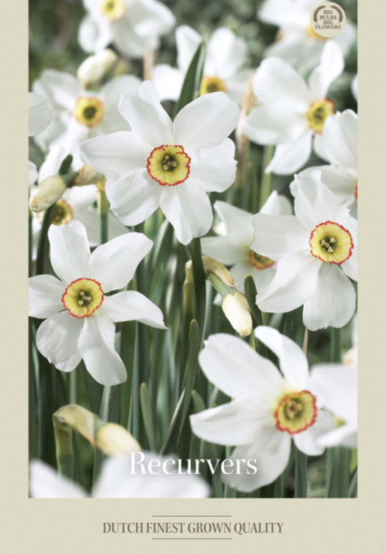 Narcissus Poeticus Recurvus x5 14/16