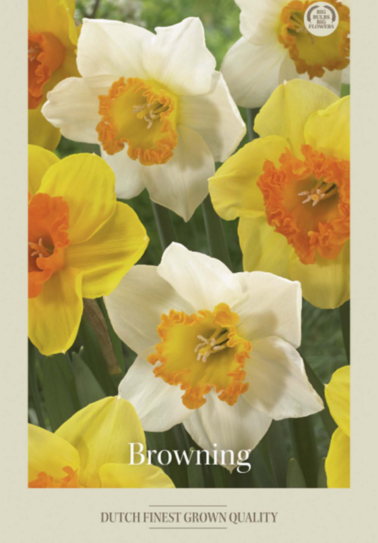 Narcissus Small Cupped Browning x6 14/16