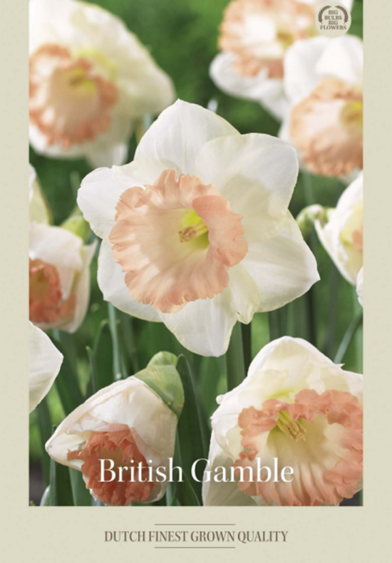 Narcissus Trumpet British Gamble x5 14/16