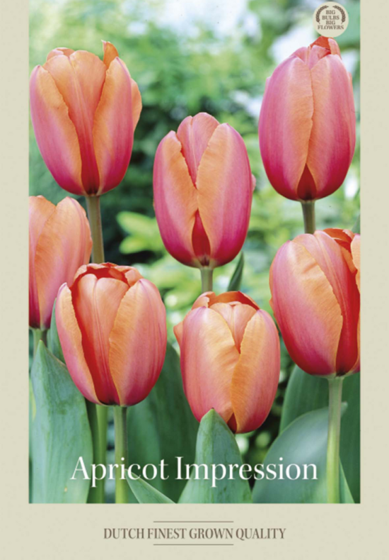 Tulipa Darwin Hybride Apricot Impression x7 12/+