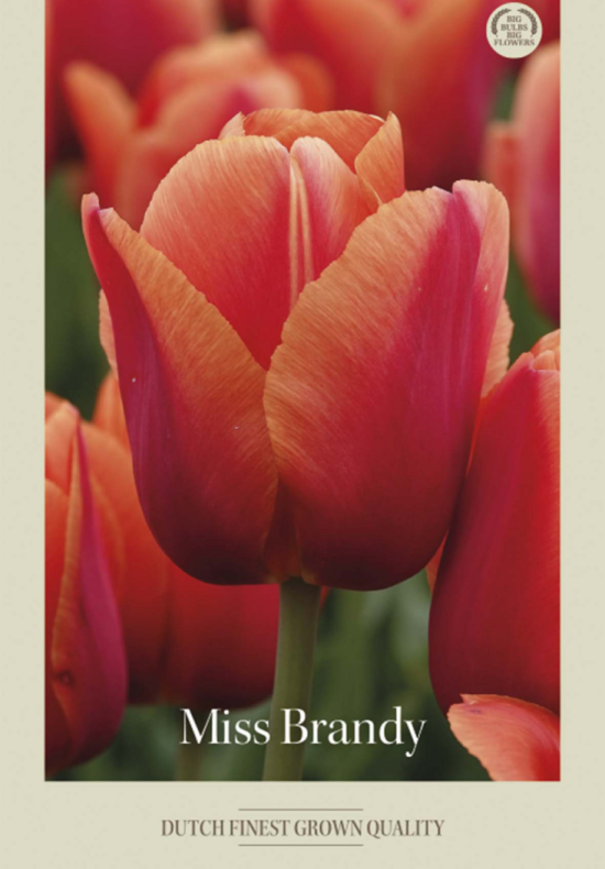 Tulipa Darwin Hybride Miss Brandy x7 12/+