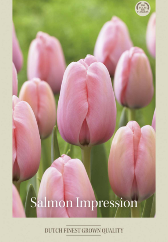 Tulipa Darwin Hybride Salmon Impression x7 12/+