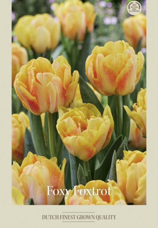 Tulipa Double Early Foxy Foxtrot x7 12/+