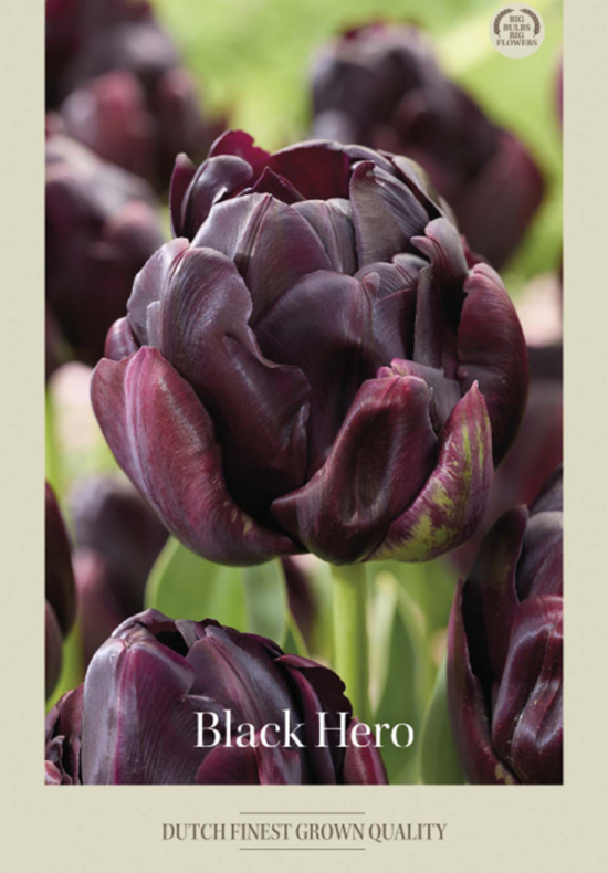 Tulipa Double Late Black Hero x7 12/+