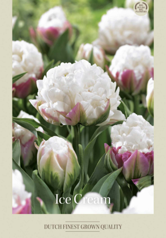 Tulipa Double Late Ice Cream x5 12/+