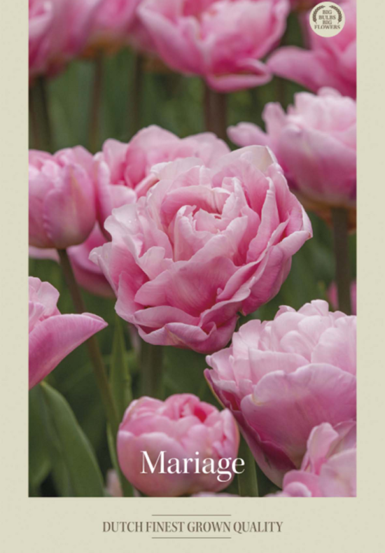 Tulipa Double Late Mariage x7 12/+
