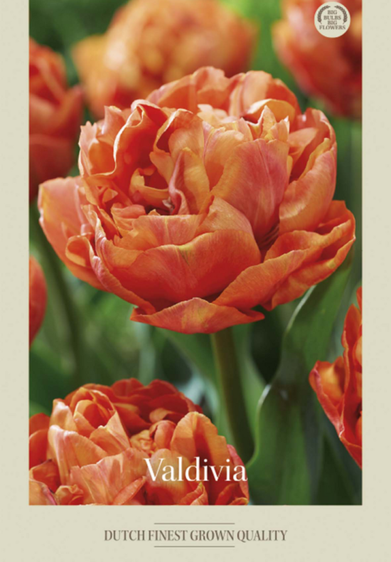 Tulipa Double Late Valdivia x7 12/+