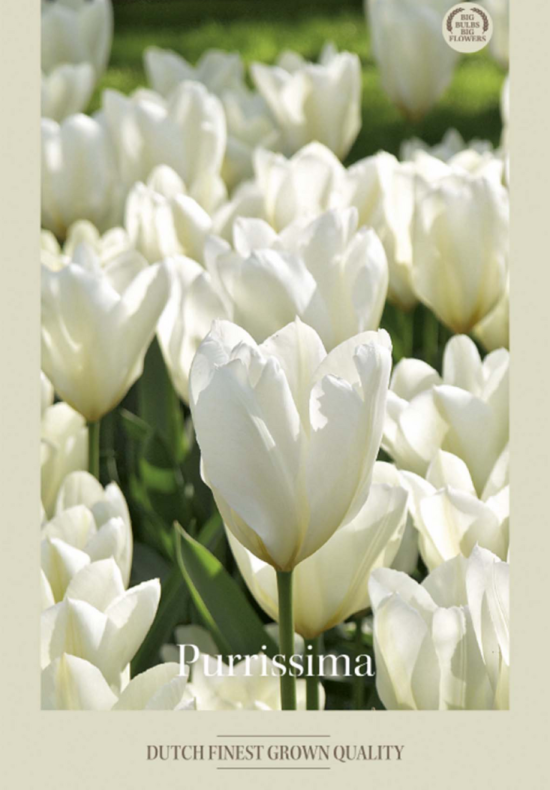 Tulipa Fosteriana Purrissima x7 12/+